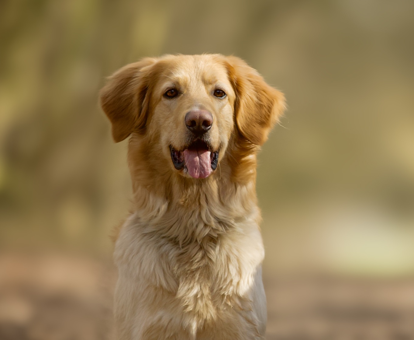 Xalida vom Hause Luka