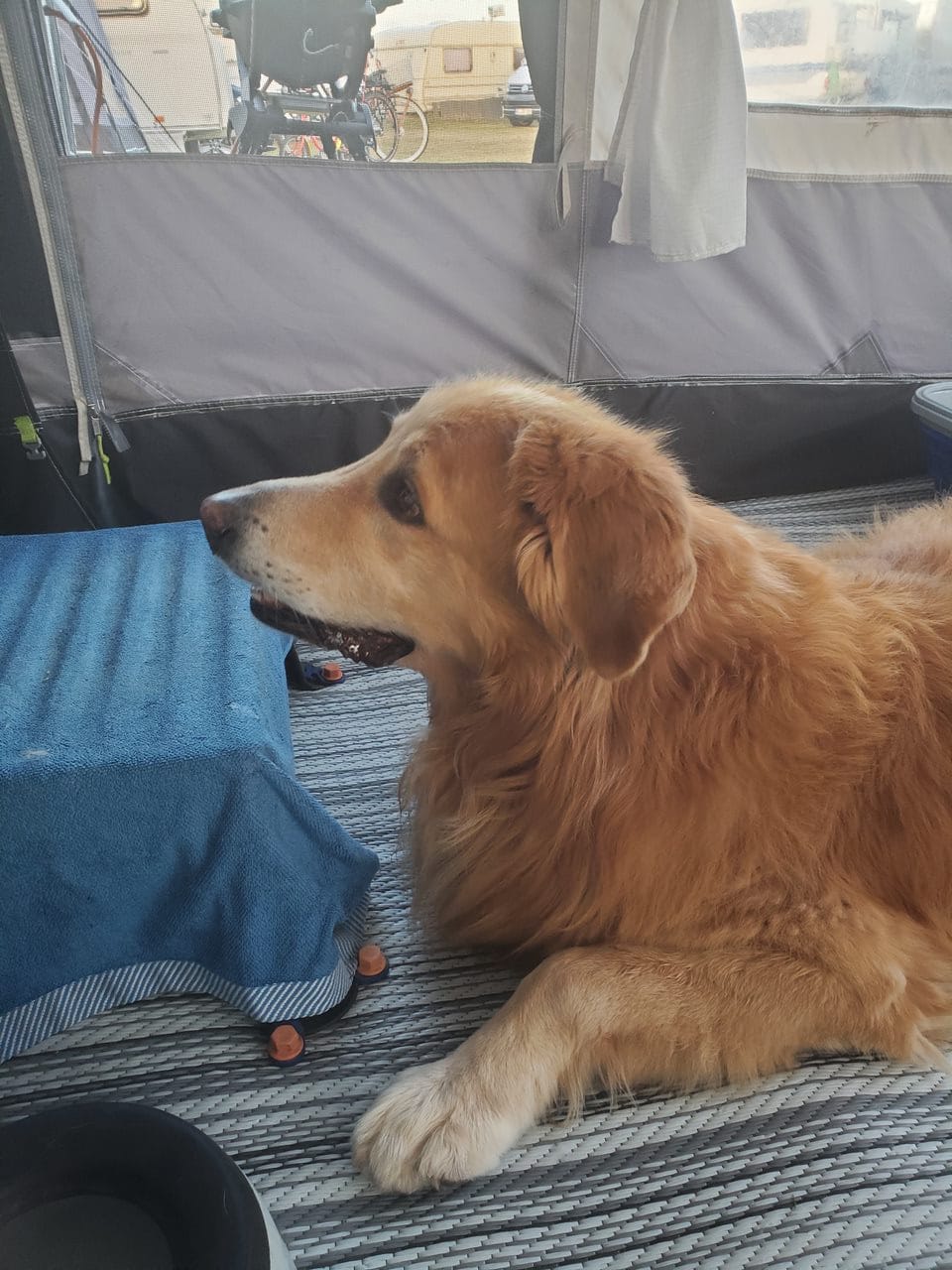 Aramis von den Pottkiekern